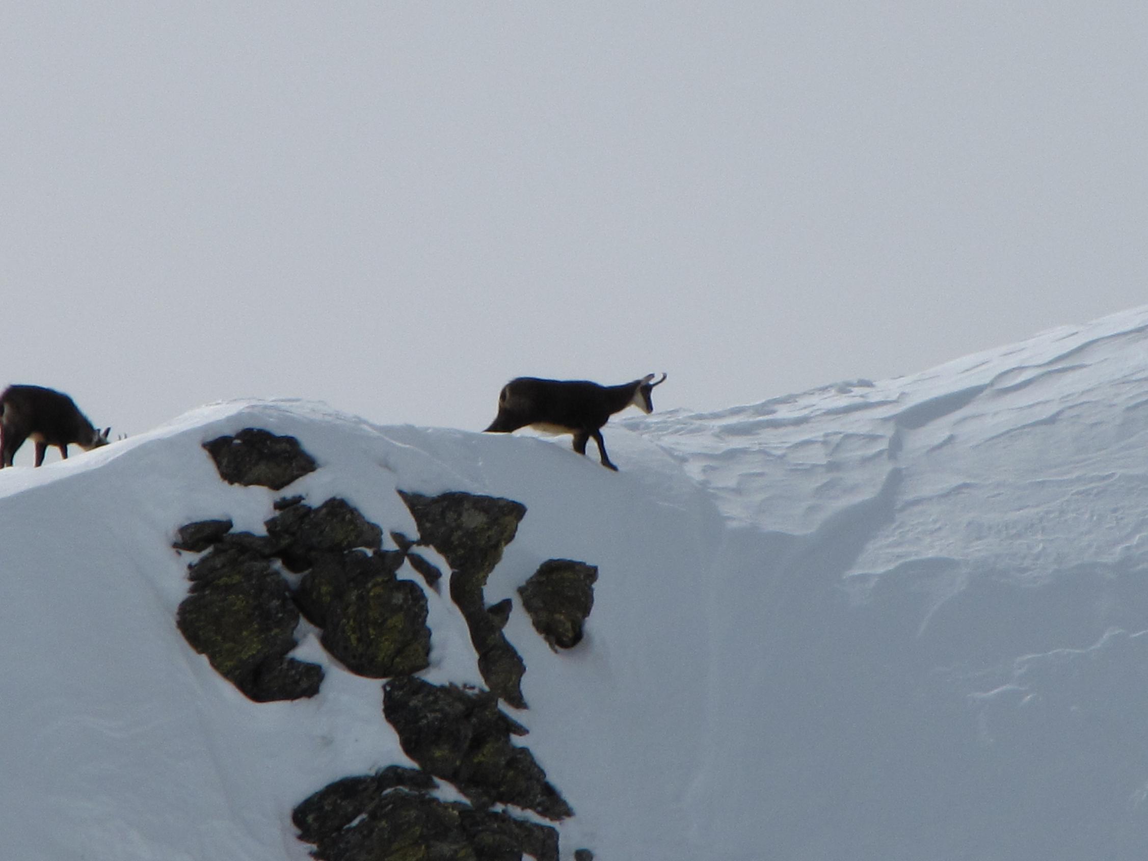 I camosci tornano a correre